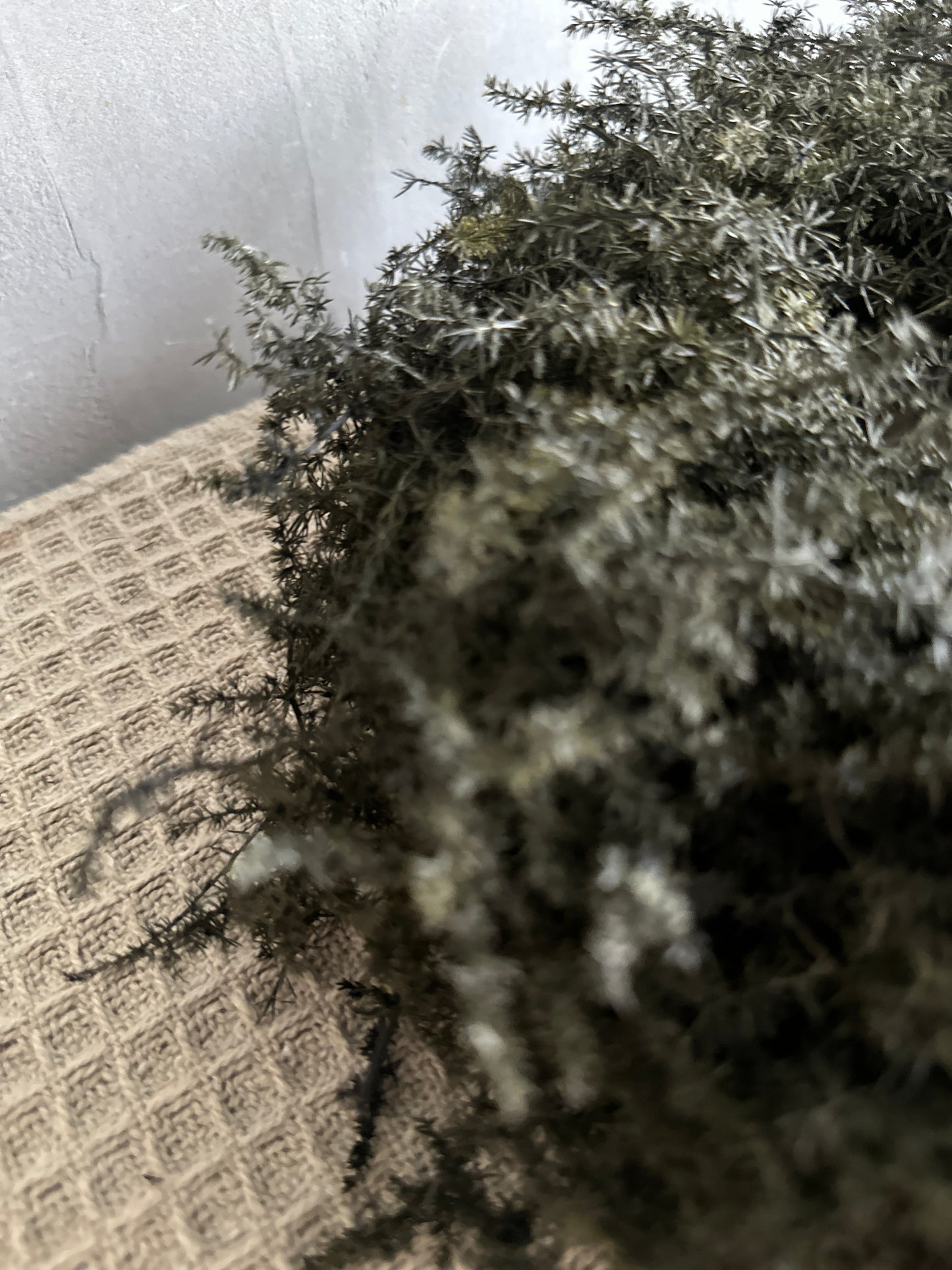 Wreath- black dill